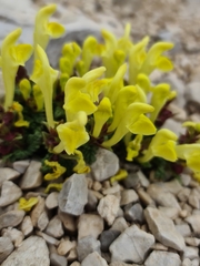 Scutellaria orientalis