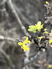 Wikstroemia phillyreifolia