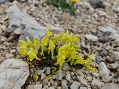 Scutellaria orientalis