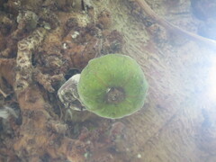 Ficus auriculata