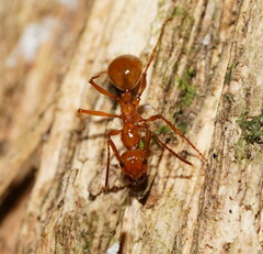 Notoncus spinisquamis