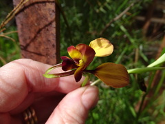 Diuris orientis