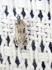 Scoparia exhibitalis