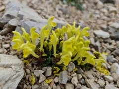 Scutellaria orientalis