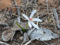 Pheladenia deformis