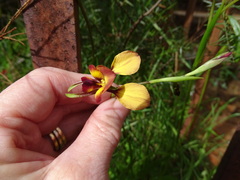 Diuris orientis