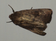 Hoplodrina octogenaria