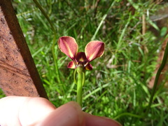 Diuris orientis
