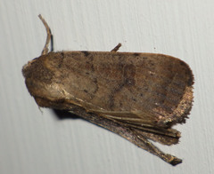 Hoplodrina octogenaria