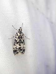 Scoparia exhibitalis