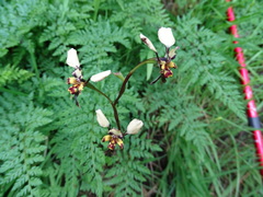 Diuris pardina