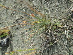 Juncus acutus