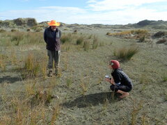 Juncus acutus