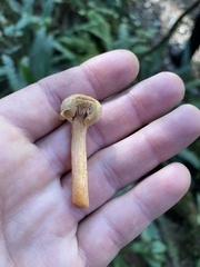 Chroogomphus tomentosus