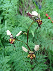 Diuris pardina