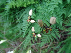 Diuris pardina