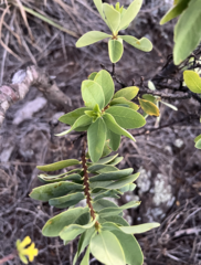 Wikstroemia phillyreifolia