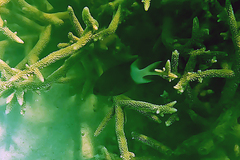 Acanthochromis polyacanthus