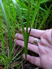 Diuris pardina