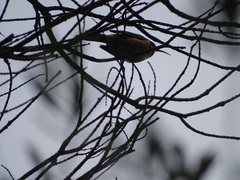 Acanthorhynchus tenuirostris