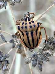Graphosoma semipunctatum