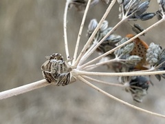Graphosoma semipunctatum