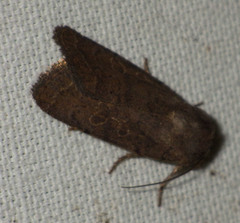 Hoplodrina octogenaria