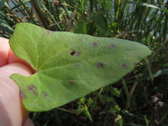 Stagonospora calystegiae
