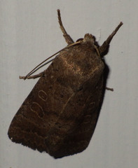 Hoplodrina octogenaria