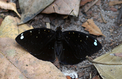 Lexias albopunctata albopunctata