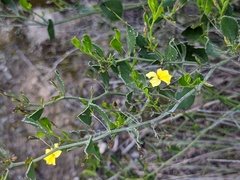 Goodenia varia