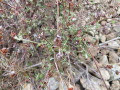 Eriogonum