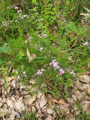 Philotheca spicata