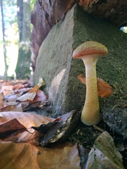 Armillaria borealis