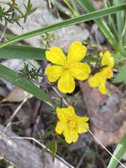 Hibbertia riparia