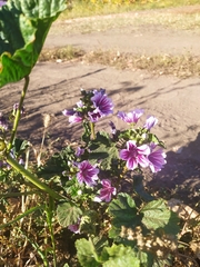Malva sylvestris mauritiana