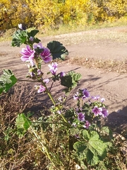 Malva sylvestris mauritiana