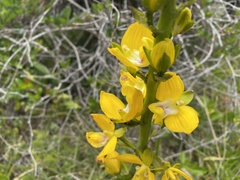 Eulophia speciosa