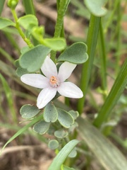 Philotheca verrucosa