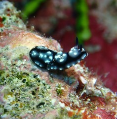 Phyllidiella
