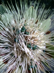 Protea glabra