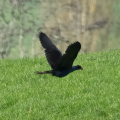 Porphyrio melanotus melanotus