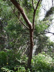Daviesia arborea