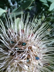 Protea glabra