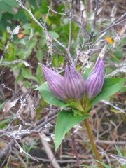 Gentiana rubricaulis