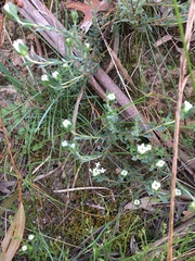 Pimelea humilis