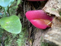 Fistulina hepatica