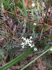 Pimelea humilis