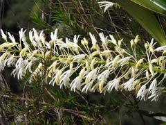 Dendrobium speciosum