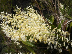 Dendrobium speciosum